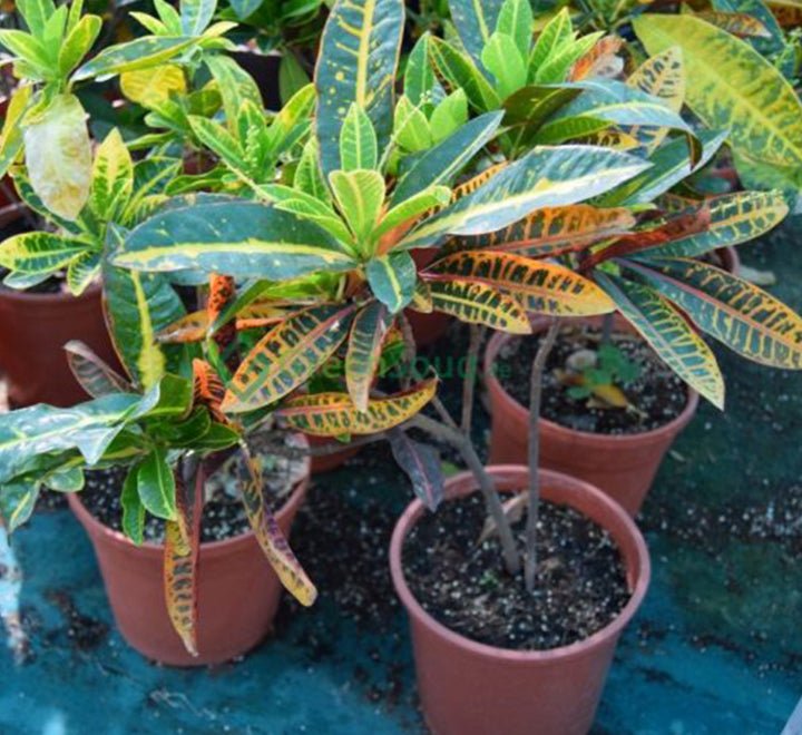 Codiaeum Variegatum (Croton outdoor mix) - Greensouq - 