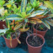 Codiaeum Variegatum (Croton outdoor mix) - Greensouq - 