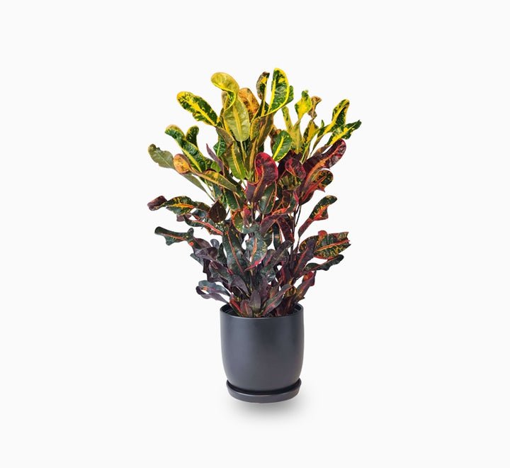 Codiaeum Variegatum (Croton outdoor mix) - Greensouq - 