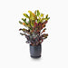 Codiaeum Variegatum (Croton outdoor mix) - Greensouq - 