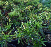 Codiaeum Variegatum (Croton outdoor mix) - Greensouq - 