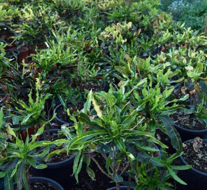Codiaeum Variegatum (Croton outdoor mix) - Greensouq - 