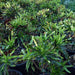 Codiaeum Variegatum (Croton outdoor mix) - Greensouq - 