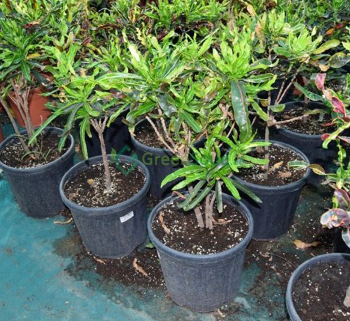 Codiaeum Variegatum (Croton outdoor mix) - Greensouq - 