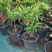 Codiaeum Variegatum (Croton outdoor mix) - Greensouq - 