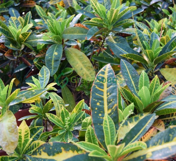Codiaeum Variegatum (Croton outdoor mix) - Greensouq - 