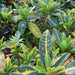 Codiaeum Variegatum (Croton outdoor mix) - Greensouq - 