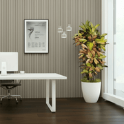 Codiaeum Variegatum (Croton Plant) Mrs Iceton - Greensouq - 