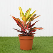 Codiaeum Variegatum (Outdoor Croton Mix) | UAE's Top Plants! - Greensouq - 