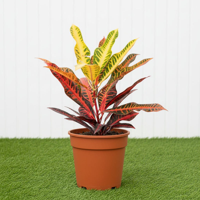 Codiaeum Variegatum (Outdoor Croton Mix) | UAE's Top Plants! - Greensouq - 