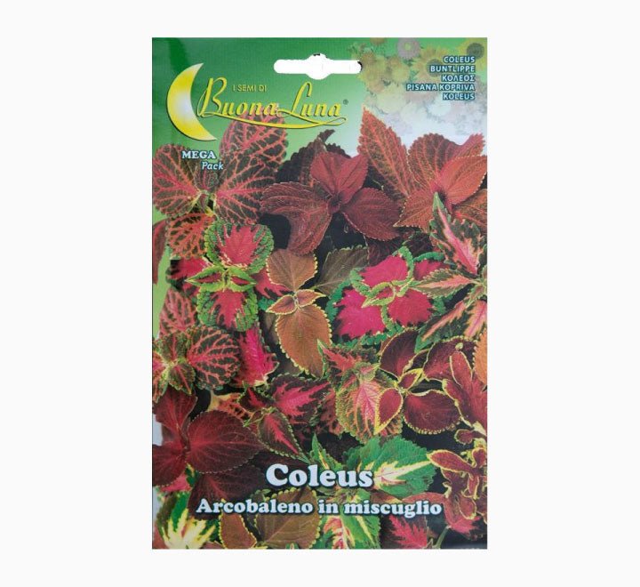 Coleus Arcobaleno Mix Mega Pack - Greensouq - 