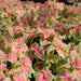 Coleus mix color plants - Greensouq - 