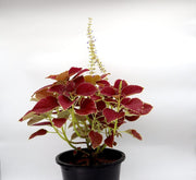 Coleus plant "6 ltr pot" - Greensouq - 