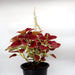 Coleus plant "6 ltr pot" - Greensouq - 