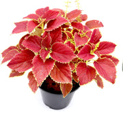 Coleus plant "6 ltr pot" - Greensouq - 