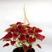 Coleus plant "6 ltr pot" - Greensouq - 