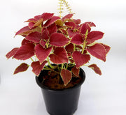 Coleus plant "6 ltr pot" - Greensouq - 
