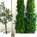 ficus cone