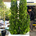 ficus cone