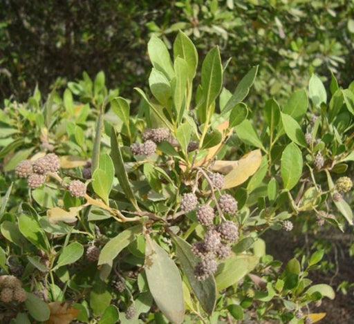 Conocarpus Erectus, Green Buttonwood - Greensouq - 