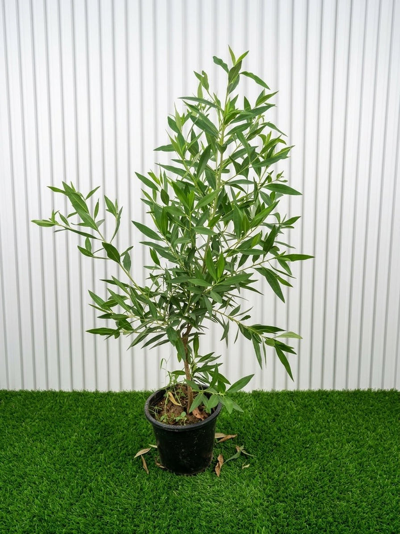 Conocarpus Erectus - Green Buttonwood | Dubai's Good Greens! - Greensouq -