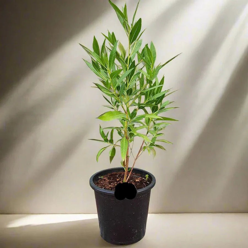 Conocarpus Erectus 'Saudi' or Damas tree دمس - Greensouq - 