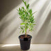 Conocarpus Erectus 'Saudi' or Damas tree دمس - Greensouq - 