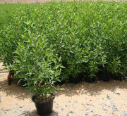 Conocarpus Erectus 'Saudi' or Damas tree دمس - Greensouq - 