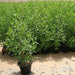 Conocarpus Erectus 'Saudi' or Damas tree دمس - Greensouq - 