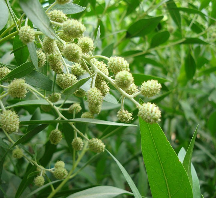 Conocarpus Erectus 'Saudi' or Damas tree دمس - Greensouq - 