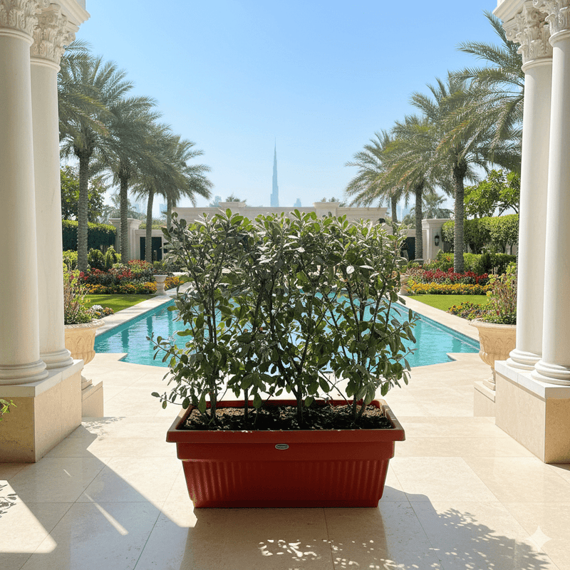 Conocarpus erectus Sericeus "Silver Damas" 0.8 - 1.0m in terracota plastic pot - Greensouq - 