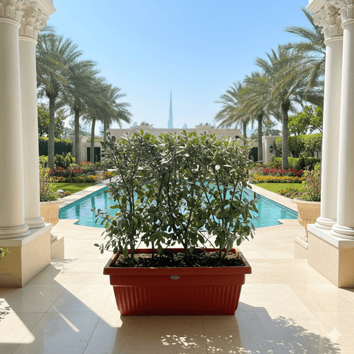 Conocarpus erectus Sericeus "Silver Damas" 0.8 - 1.0m in terracota plastic pot - Greensouq - 