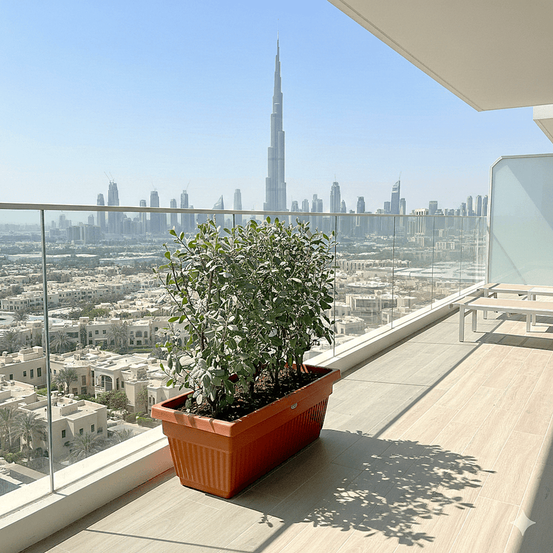 Conocarpus erectus Sericeus "Silver Damas" 0.8 - 1.0m in terracota plastic pot - Greensouq - 