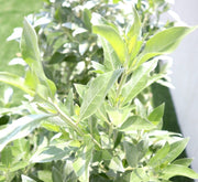 Conocarpus erectus Sericeus "Silver Damas" 0.8 - 1.0m in terracota plastic pot - Greensouq - 