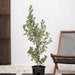 Conocarpus Exrectus, Silver Leaf, Silver buttonwood - Greensouq - 