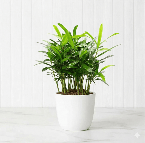Conocarpus Plant / Buttonwood– 30cm Height - Greensouq - 