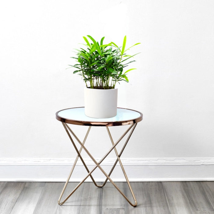 Conocarpus Plant indoor– 30cm Height - Greensouq - 