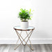 Conocarpus Plant indoor– 30cm Height - Greensouq - 