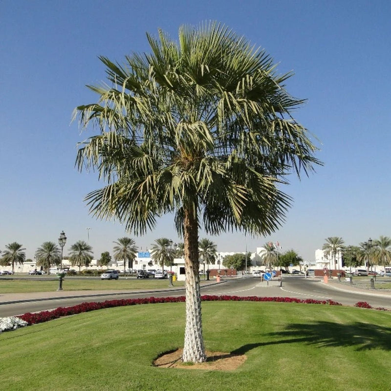 Copernicia Pruniferea "Wax Palm" - Greensouq - 
