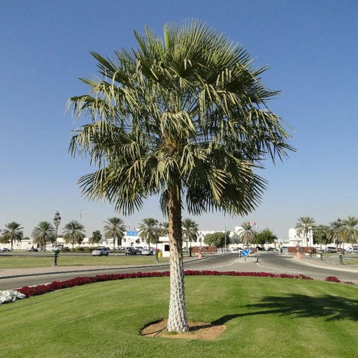 Copernicia Pruniferea "Wax Palm" - Greensouq - 