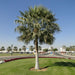 Copernicia Pruniferea "Wax Palm" - Greensouq - 
