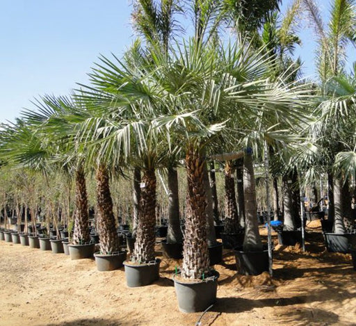 Copernicia Pruniferea "Wax Palm" - Greensouq - 