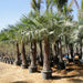 Copernicia Pruniferea "Wax Palm" - Greensouq - 