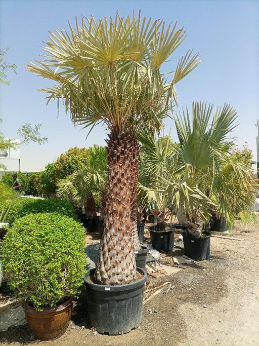 Copernicia Pruniferea "Wax Palm" - Greensouq - 