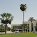 Copernicia Pruniferea "Wax Palm" - Greensouq - 