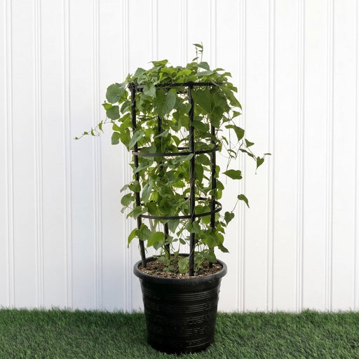 Coral Vine - Mexican Creeper (Antigonon Leptopus) 80 - 100cm | UAE's Fast - Growing Climber! - Greensouq - 