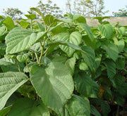 Cordia Sebestena or Orange Geiger Tree - Greensouq - 