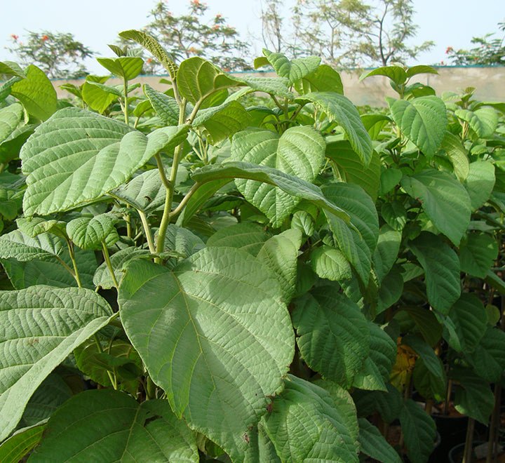 Cordia Sebestena or Orange Geiger Tree - Greensouq - 