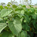 Cordia Sebestena or Orange Geiger Tree - Greensouq - 