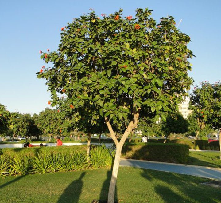 Cordia Sebestena - Orange Geiger Tree | Dubai Gardens Glory! — Greensouq